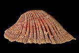 Fossil Sawfish Dermal Denticle - Kem Kem Beds, Morocco #72763-1